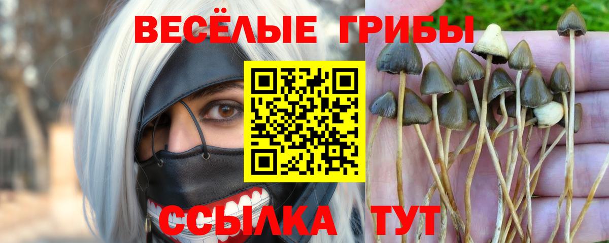 Псилоцибиновые грибы мицелий Выборг